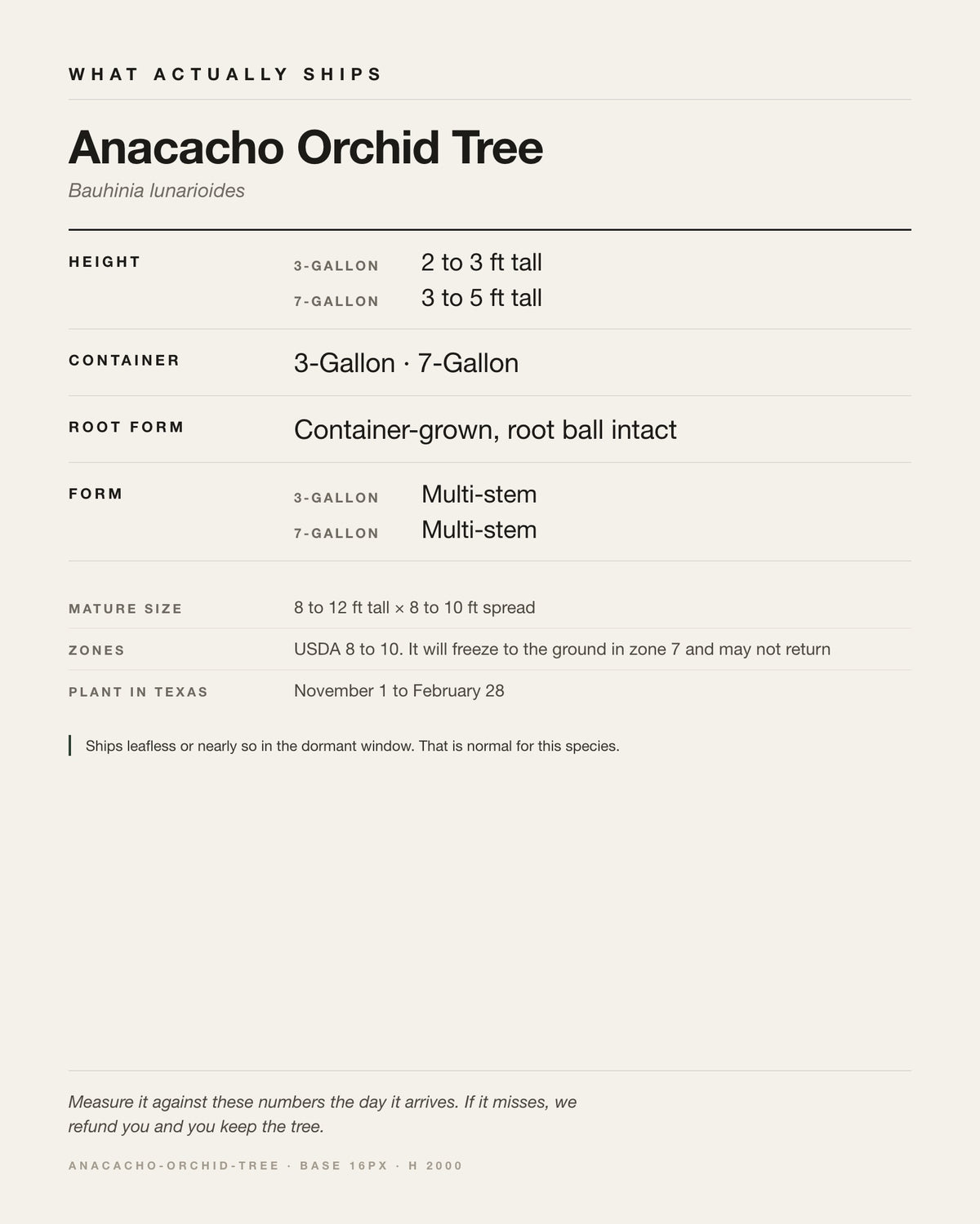 Specification card for the Anacacho Orchid Tree: ships at 3-Gallon: 2 to 3 ft. 7-Gallon: 3 to 5 ft, in a 3-Gallon / 7-Gallon nursery container, by variant, matures to 8-12 ft x 8-10 ft, USDA zones 8-10, plant in Texas Nov 1 - Feb 28.
