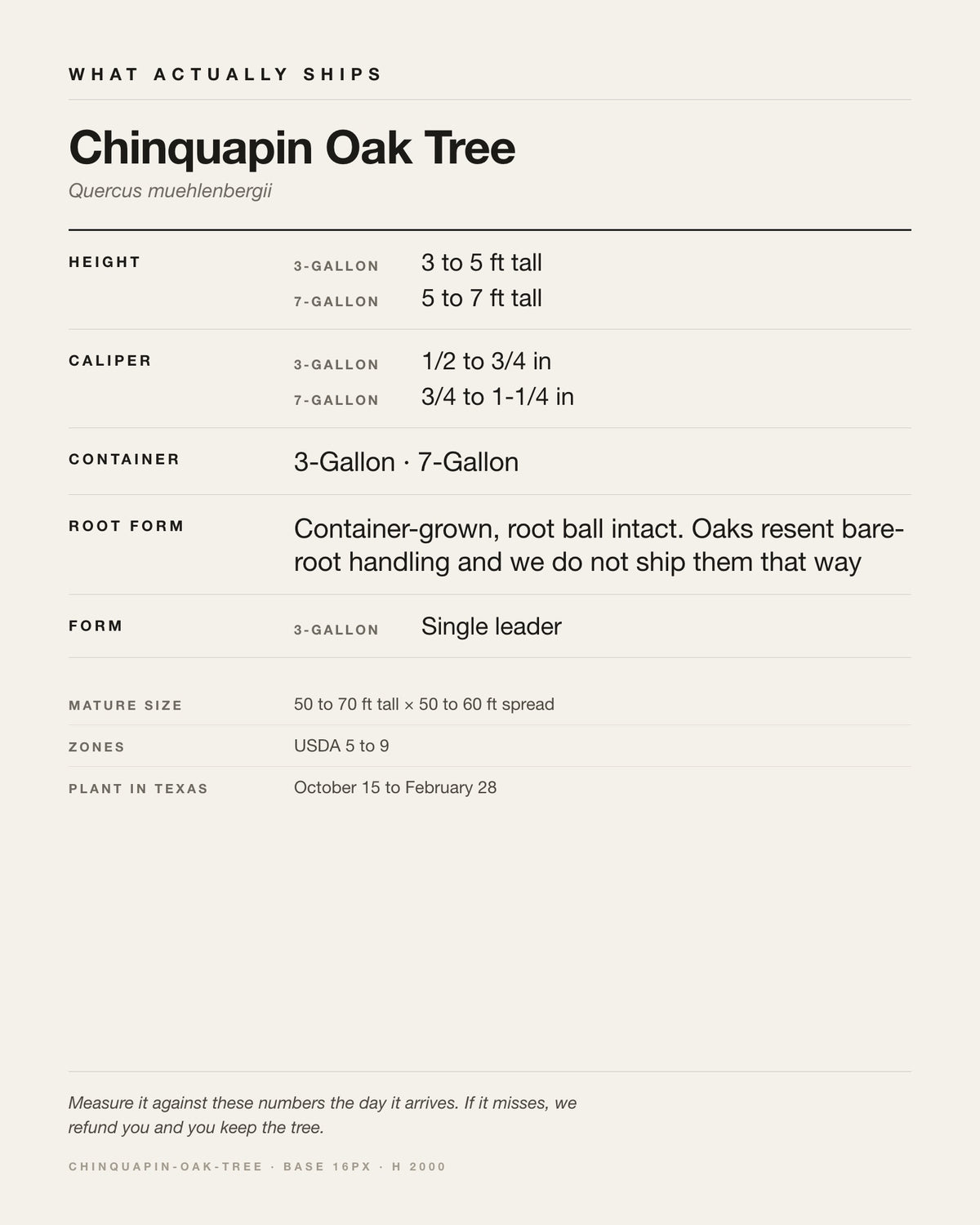 Specification card for the Chinquapin Oak Tree: ships at 3-Gallon: 3 to 5 ft. 7-Gallon: 5 to 7 ft, in a 3-Gallon / 7-Gallon nursery container, by variant, matures to 50 to 70 ft x 50 to 60 ft, USDA zones 5-9, plant in Texas Oct 15 - Feb 28.