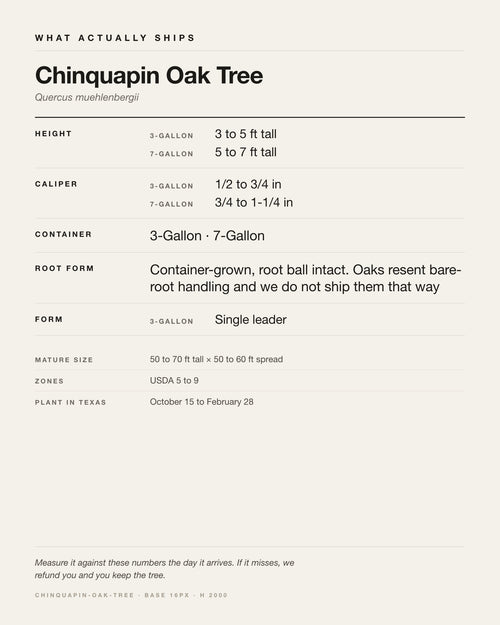 Specification card for the Chinquapin Oak Tree: ships at 3-Gallon: 3 to 5 ft. 7-Gallon: 5 to 7 ft, in a 3-Gallon / 7-Gallon nursery container, by variant, matures to 50 to 70 ft x 50 to 60 ft, USDA zones 5-9, plant in Texas Oct 15 - Feb 28.