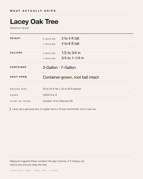 Specification card for the Lacey Oak Tree: ships at 3-Gallon: 3 to 4 ft. 7-Gallon: 4 to 6 ft, in a 3-Gallon / 7-Gallon nursery container, by variant, matures to 25-35 ft x 25-30 ft, USDA zones 6-9, plant in Texas Oct 15 - Feb 28.