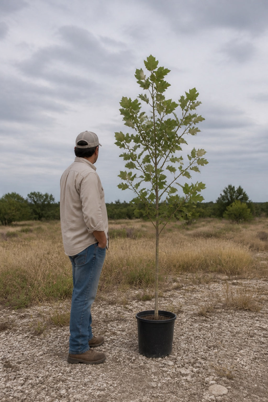 Illustrative to-scale rendering: a Mexican sycamore that ships about 5 to 7 feet tall in a 3-gallon pot, shown beside an adult for scale, on our Central Texas ranch