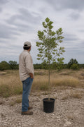 Illustrative to-scale rendering: a Mexican sycamore that ships about 5 to 7 feet tall in a 3-gallon pot, shown beside an adult for scale, on our Central Texas ranch