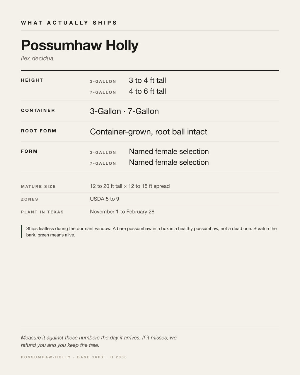 Specification card for the Possumhaw Holly: ships at 3-Gallon: 3 to 4 ft. 7-Gallon: 4 to 6 ft, in a 3-Gallon / 7-Gallon nursery container, by variant, matures to 12-20 ft x 12-15 ft, USDA zones 5-9, plant in Texas Nov 1 - Feb 28.