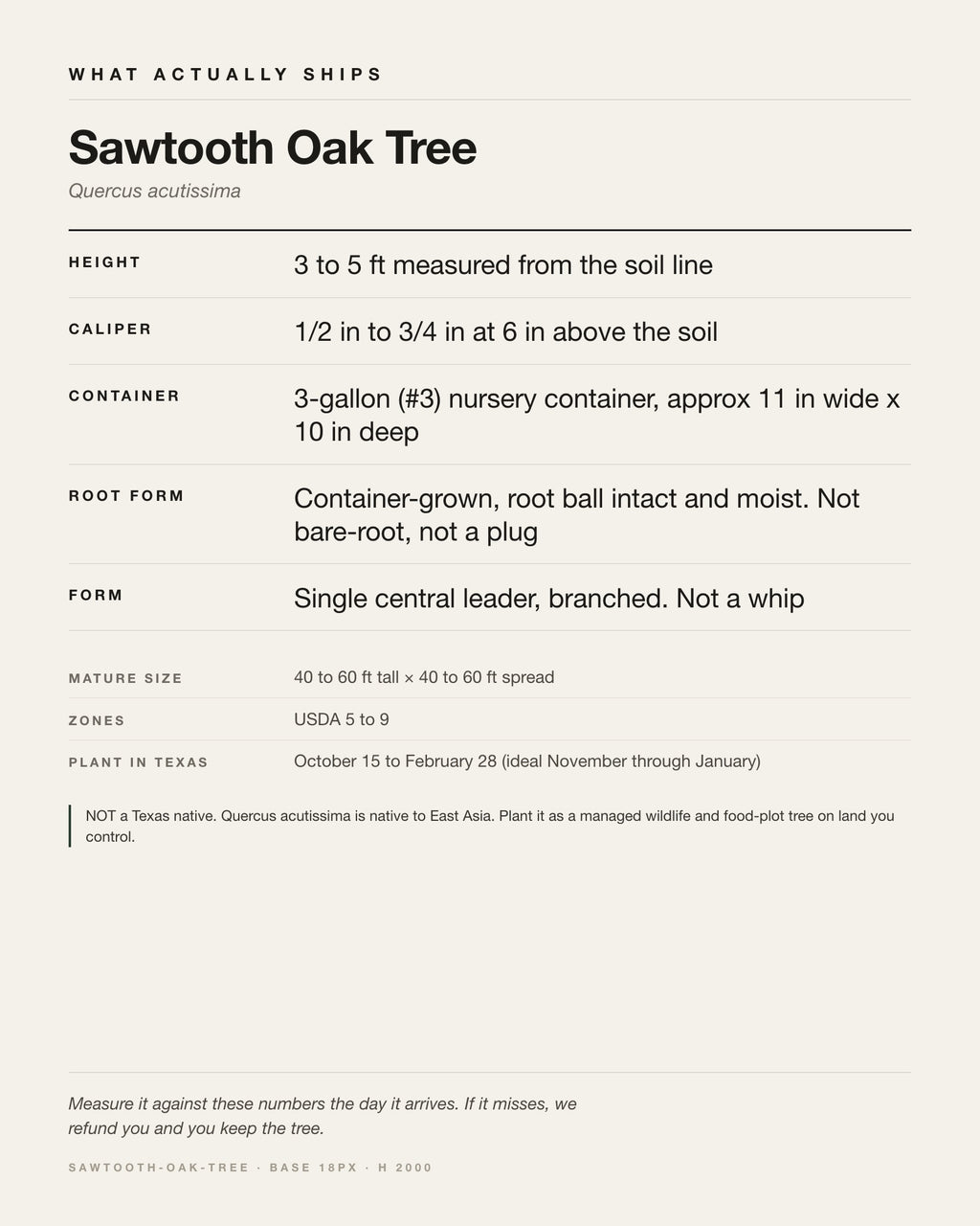Specification card for the Sawtooth Oak Tree: ships at 3 to 5 ft measured from the soil line, in a 3-gallon (#3) nursery container, approx 11 in wide x 10 in deep, matures to 40-60 ft x 40-60 ft, USDA zones 5-9, plant in Texas Oct 15 - Feb 28, ideal Nov-Jan.