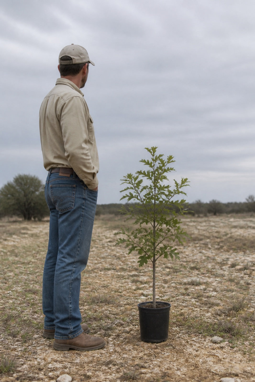 Sawtooth oak grown on the Big Tree Direct ranch in Central Texas