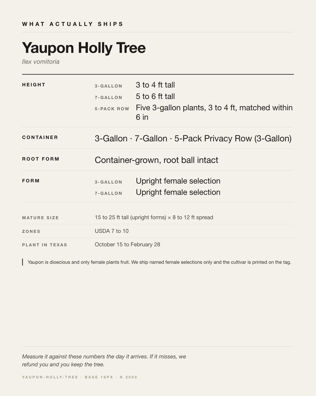 Specification card for the Yaupon Holly Tree: ships at 3-Gallon: 3 to 4 ft. 7-Gallon: 5 to 6 ft, in a 3-Gallon / 7-Gallon nursery container, by variant, matures to 15-25 ft x 8-12 ft, USDA zones 7-10, plant in Texas Oct 15 - Feb 28.