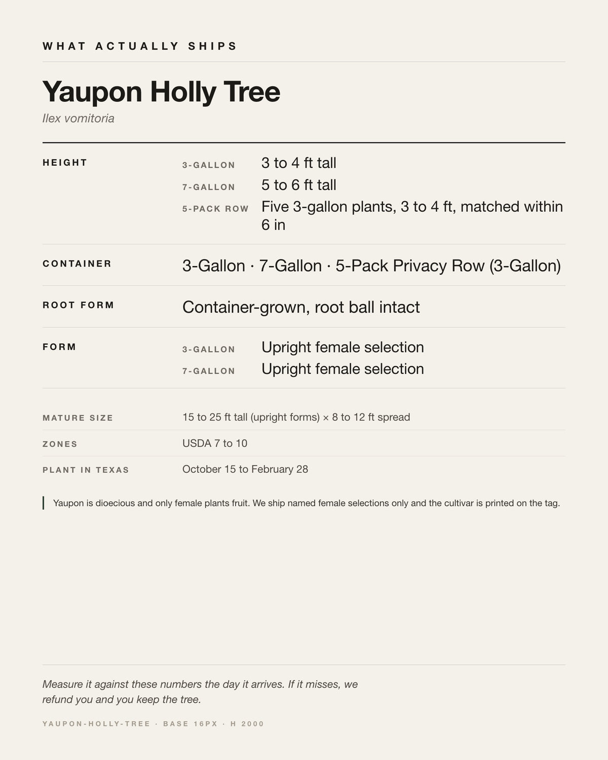 Specification card for the Yaupon Holly Tree: ships at 3-Gallon: 3 to 4 ft. 7-Gallon: 5 to 6 ft, in a 3-Gallon / 7-Gallon nursery container, by variant, matures to 15-25 ft x 8-12 ft, USDA zones 7-10, plant in Texas Oct 15 - Feb 28.